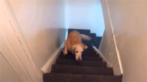 Old Dog Climb Stairs Youtube