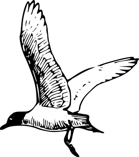 Gull Tern Seagull Free Vector Graphic On Pixabay Pixabay