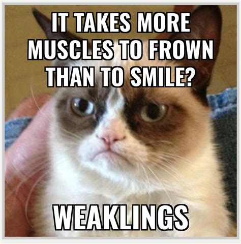 From Meme Generator Row Row Your Boat Row Row Row Funny Grumpy Cat