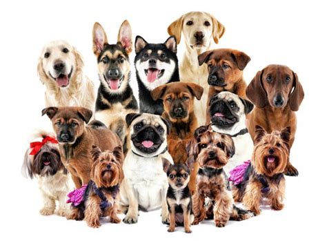 Find the perfect group of puppies stock photos and editorial news pictures from getty images. Collage of 36 dog heads — Stock Photo © lifeonwhite #10903571