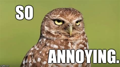 Find the newest annoyed meme meme. Death Stare Owl - Imgflip