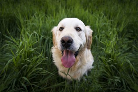 Healthy pets = happy pets. Vet Near Me | Highlands Pet Hospital | Lethbridge, Alberta ...