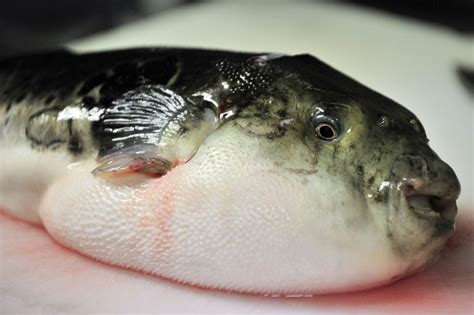 Five Hospitalized After Eating Fugu Fish Japan Real Time Wsj
