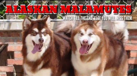 Awesome Alaskan Malamute Puppies Alaskan Malamute Pups Awesome