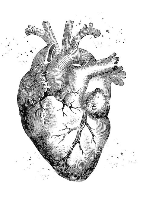 Human Heart 5 Digital Art By Erzebet S Pixels