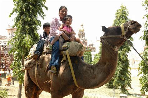 Camal Ride Mysore Palace Ghumakkar Inspiring Travel Experiences