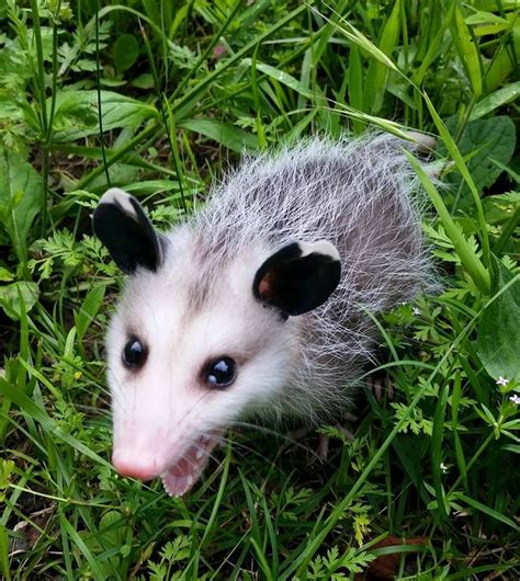 This Baby Opossum Just Looks Like He Is Telling Someone Just How It Is