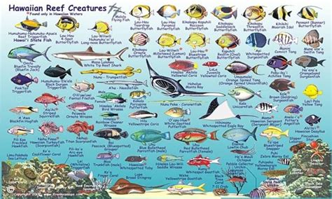 Coral Reef Animals Names Hawaiian Coral Fish Under The Sea