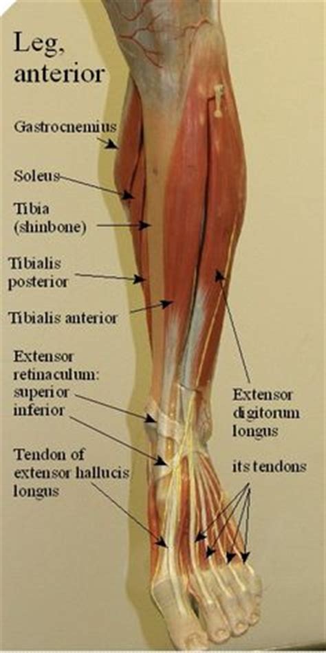 The muscles labelled in the anterior muscles diagram shown above are listed in bold in the following table 29 Best Muscle labeling "PTA" images | Muscle, Muscle ...