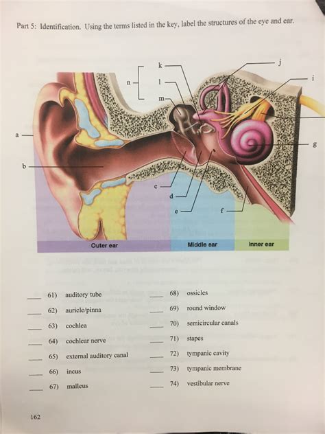 31 Label The Ear Anatomy Diagram Labels For Your Ideas