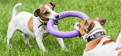 Benefits Of Playing Tug O War With Your Dog Turramurra Veterinary