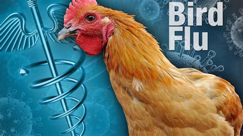 Bird Flu Introduction Symptoms Causes Risk Factors And Prevention