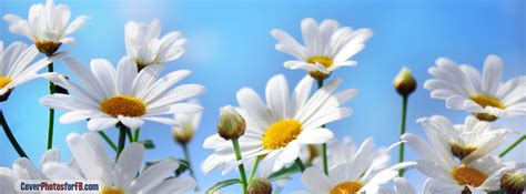 Daisies Cover Photos For Facebook Id 1900