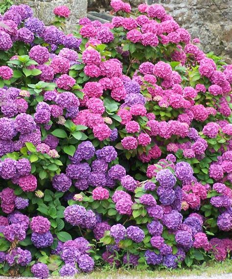 By Kathleen Mierzejewski Have You Ever Seen A Hydrangea Plant In Full