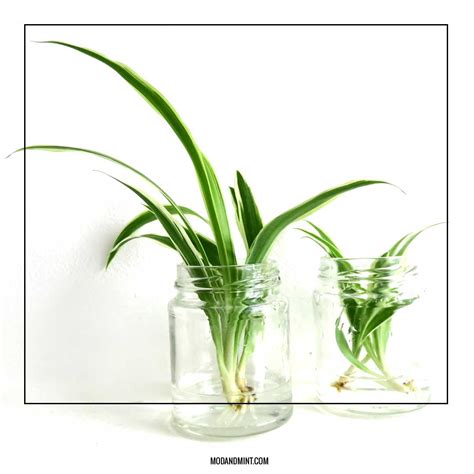 Spider Plant Propagation 3 Ways How To Propagate Spider Plant Babies
