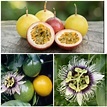 Passiflora Edulis Flavicarpa Lilikoi – Aloha Tropicals
