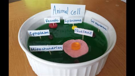 Animal Cell Model Out Of Candy Science My School Site Youll Know