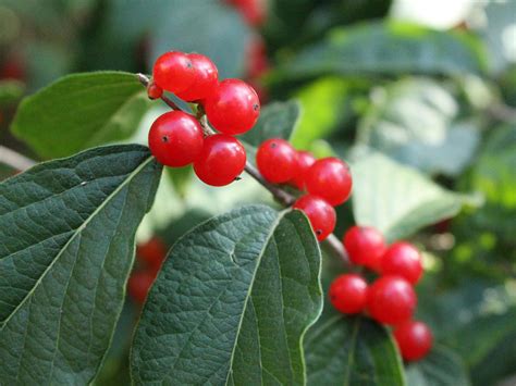 Invasive Asian Bush Honeysuckle Can Be Controlled In The Fall Kansas