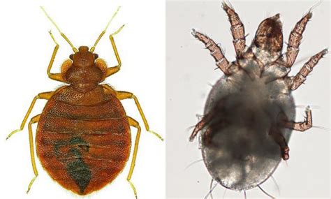 Dust Mite Vs Bed Bug 6 Foolproof Ways To Tell The