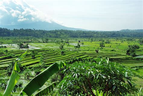 Agh top nya bikin bool nyut2an full durasi panjang : Pemandangan Sawah Bali - Gambar Viral HD