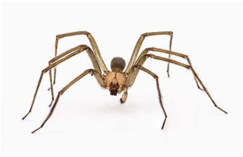 Spiders In Florida Series Brown Recluse Drive Bye Pest Exterminators