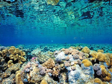 46 Sea Coral Wallpaper Wallpapersafari