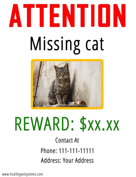 Where To Find Lost Cat Zain Has Hogan