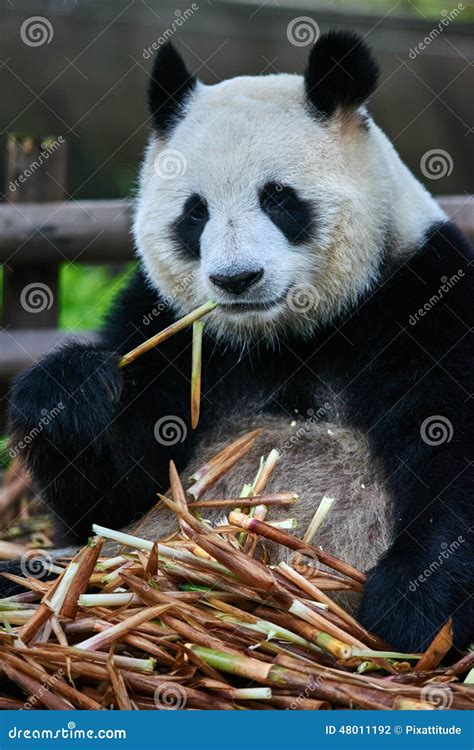 Giant Panda Bear Sichuan China Stock Photo Image Of Panda Chinese