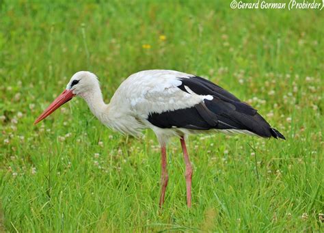 Birding Eastern Europe Common Birds White Stork