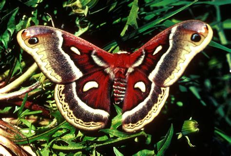 Filececropia Moth With Wings Expanded Wikimedia Commons