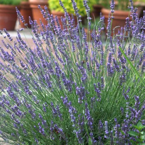 Lavendel Phenomenal Niko Baumschule Pflanzen De Gro E B Ume Und