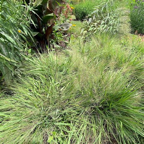 Eragrostis Spectabilis Purple Love Grass Cavanos Perennials
