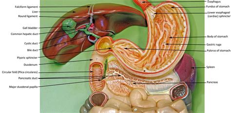 Human Anatomy Web Site Digestive System Model System Model