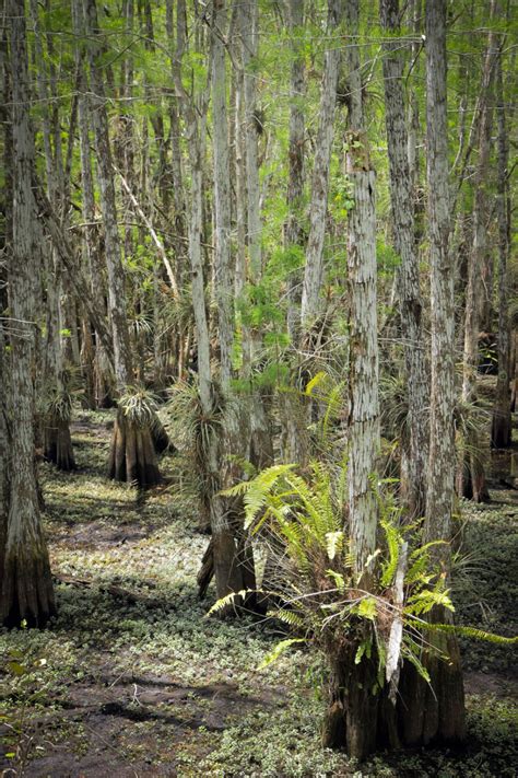 Hiking Dwarf Cypress Forest In Everglades National Park Florida