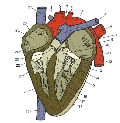 Fetal Pigs Heart Diagram Quizlet