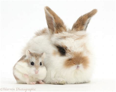 Cute Baby Bunny And Roborovski Hamster Photo Wp40563