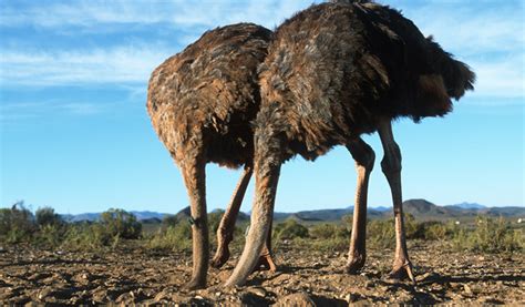 Do Ostriches Really Bury Their Head In Sand