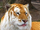 世界珍稀動物：金黃帥氣的金虎 - 每日頭條