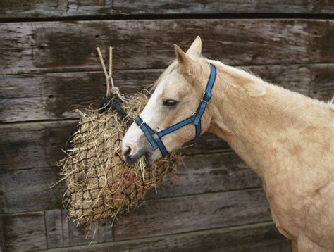 How To Tie Up A Horse Hay Net Safely
