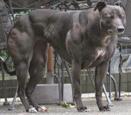 Lapercygo : Pictures of The Body Building Dog ----Myostatin Mutation