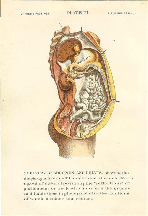 We're going to take apart a plastic anatomy model and see what we can find in the abdomen. 1896 Antique Medical Anatomy Print Female Abdomen Pelvis ...
