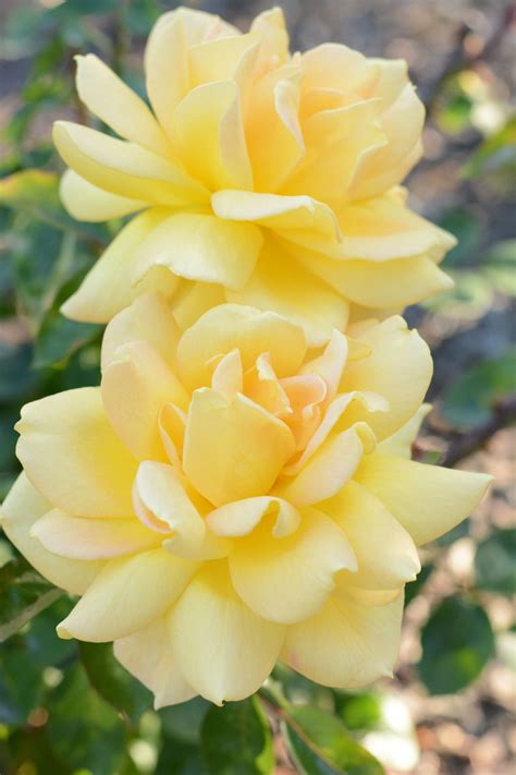 Brenda1150 Yellow Roses Rose Peace Rose