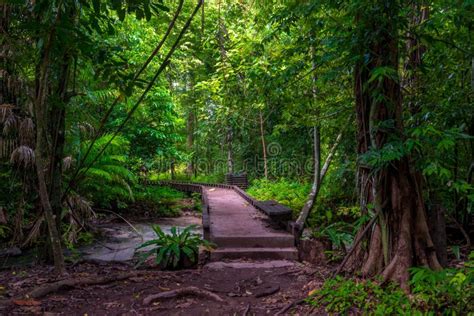 A Path In A Dense Tropical Forest In Krabi Thailand Stock Photo