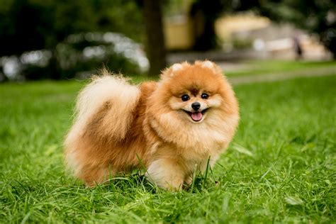 Pomeranian Breed Information Guide Traits And Care Bark Post