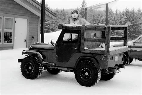 Husky Dog On Jeep In Deep Snow Photograph By Jeff Curtes