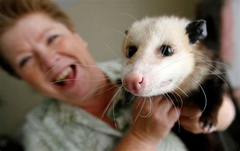 ‘opossum Lady’ Will Speak To Sage Society Of Hemet Press Enterprise
