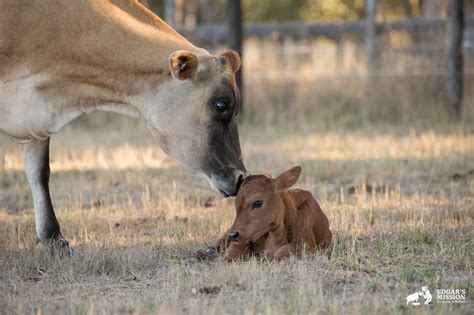 Mother Cow Hides Newborn Baby To Protect Her From Farmer