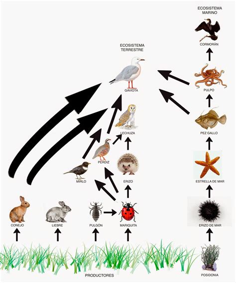 Lista Foto Mapa Conceptual De La Cadena Alimenticia Para Primaria The Best Porn Website