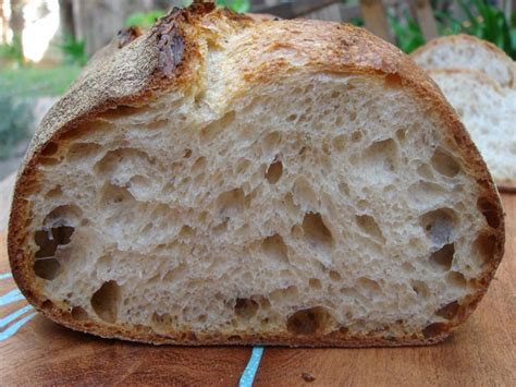 We did not find results for: The Ultimate Sourdough Companion | Local Harvest