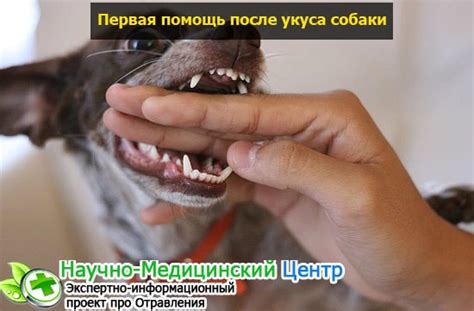 Укусила собака — Что делать Первая помощь и методы лечения полезные препараты прививка от